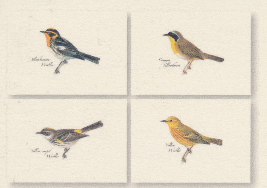 OUT OF STOCK/UNAVAILABLE Warblers Boxed Note Cards